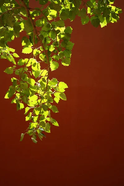 Folhas Verdes Frente Parede Vermelha — Fotografia de Stock