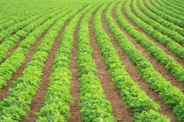 Yaz alan kadar yakın