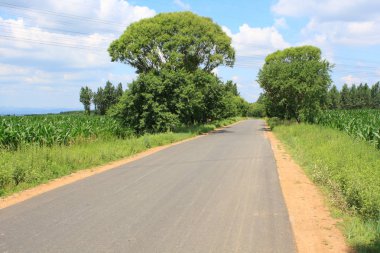 Yaz aylarında kırsal asfalt yol