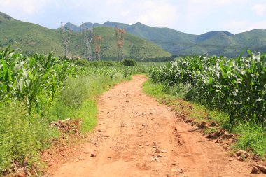 Closeup kırsal toprak yol