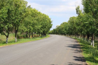 Yaz aylarında kırsal asfalt yol