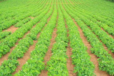 Yaz alan kadar yakın