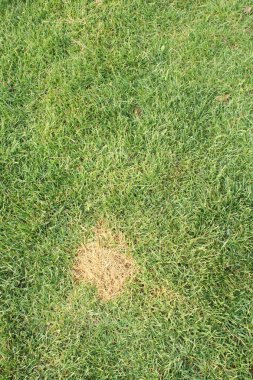 Ölü çim parçası