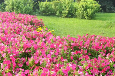 Pembe çiçekler ve çim