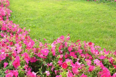 Pembe çiçekler ve çim