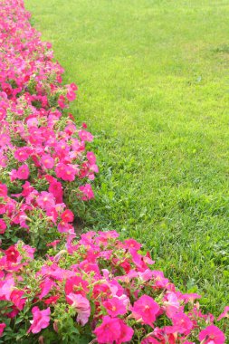 Pembe çiçekler ve çim