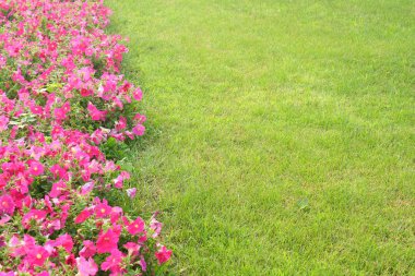 Pembe çiçekler ve çim