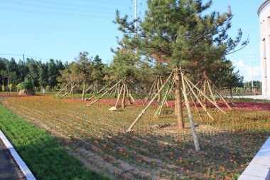 Yeni ekili çam ormanı