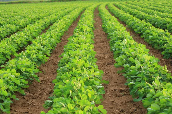 Close Campo Verão — Fotografia de Stock