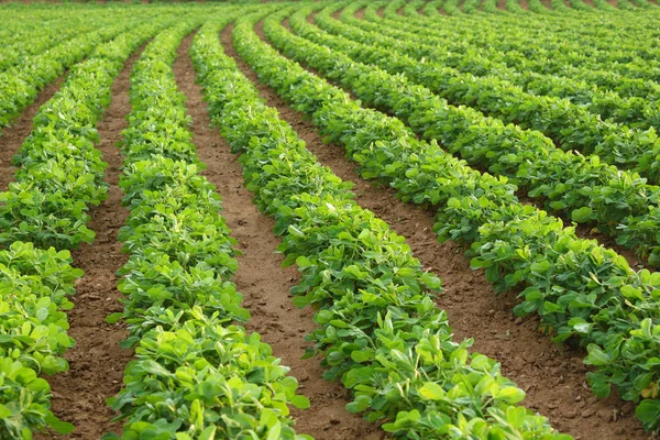 Close Campo Verão — Fotografia de Stock