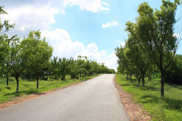 Strada Asfaltata Rurale Estate — Foto Stock