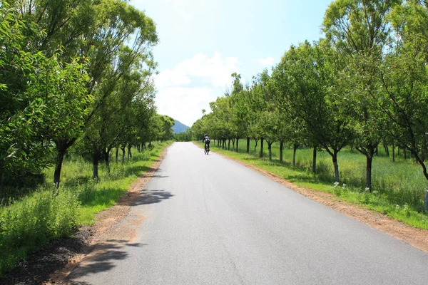 Estrada Asfalto Rural Verão — Fotografia de Stock