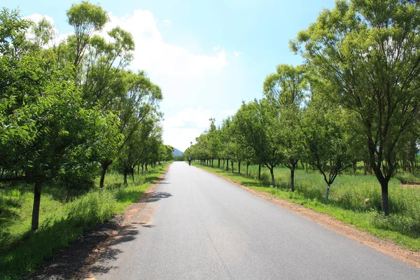 Estrada Asfalto Rural Verão — Fotografia de Stock