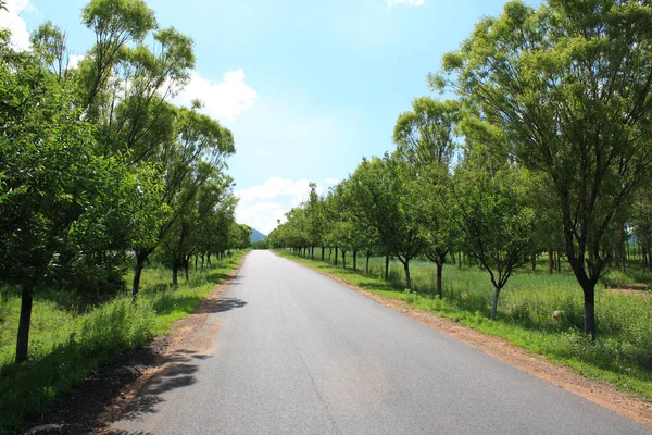 Strada Asfaltata Rurale Estate — Foto Stock