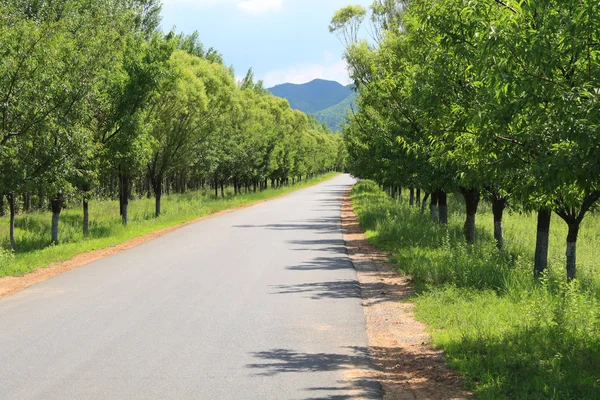 Estrada Asfalto Rural Verão — Fotografia de Stock