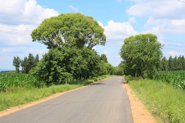 Estrada Asfalto Rural Verão — Fotografia de Stock