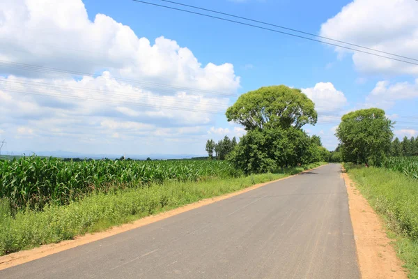 Estrada Asfalto Rural Verão — Fotografia de Stock