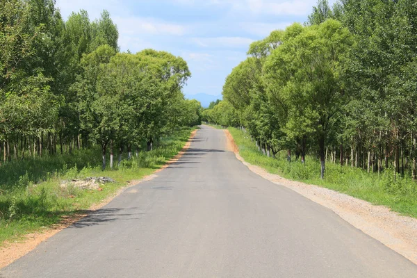 Estrada Asfalto Rural Verão — Fotografia de Stock