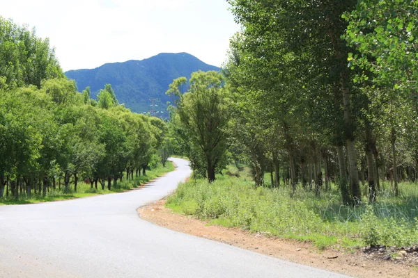 Strada Asfaltata Rurale Estate — Foto Stock