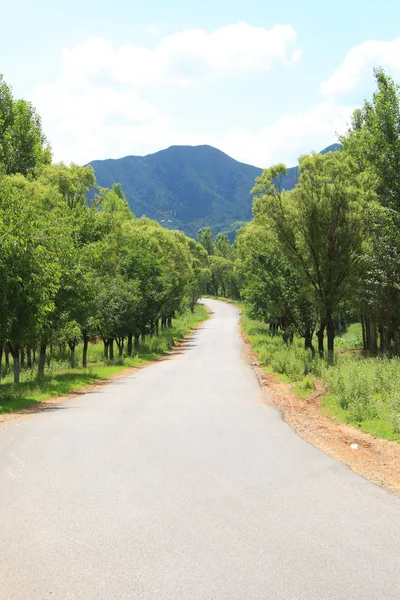 Strada Asfaltata Rurale Estate — Foto Stock