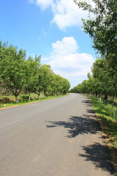 Yaz Aylarında Kırsal Asfalt Yol — Stok fotoğraf