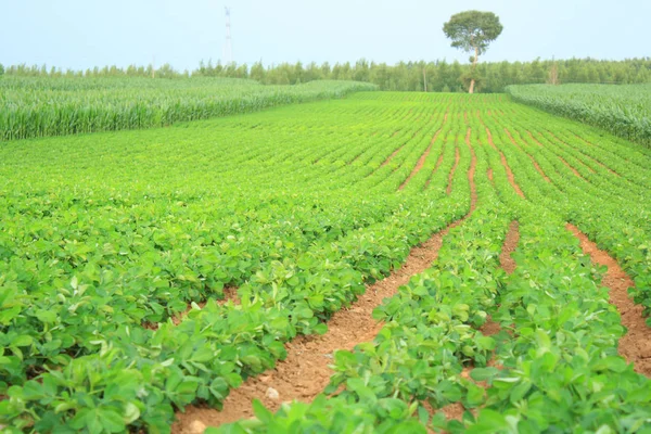 Primer Plano Campo Verano —  Fotos de Stock