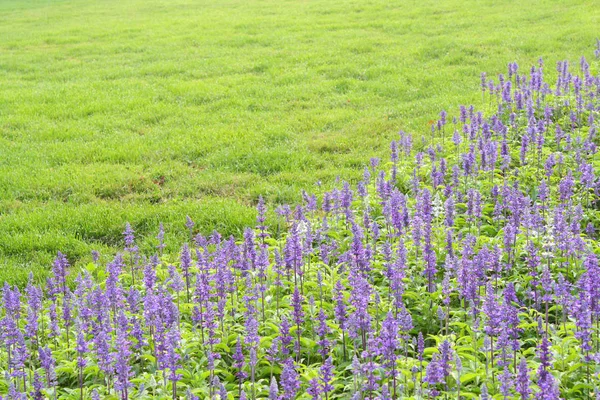 Lavanda Parque — Fotografia de Stock