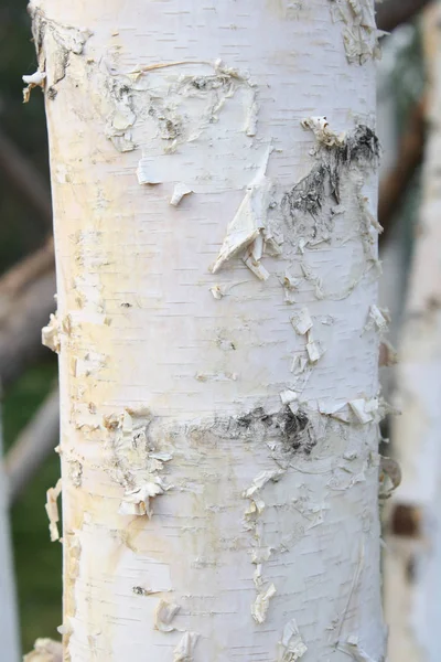 Closeup Bark Birch — Stock Photo, Image