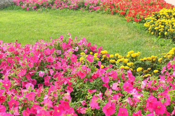 Pembe çiçekler ve çim