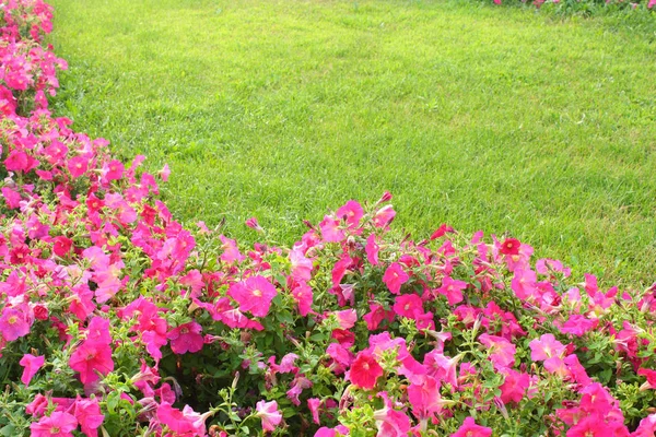 Pembe çiçekler ve çim