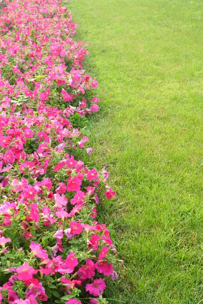 Pembe çiçekler ve çim