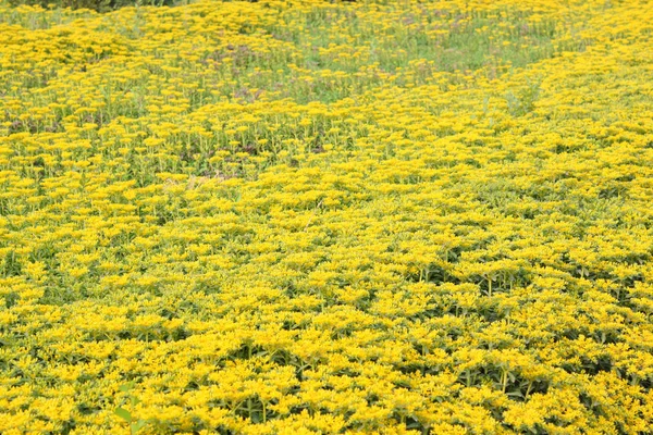 Yellow Flowers Park — Stock Photo, Image