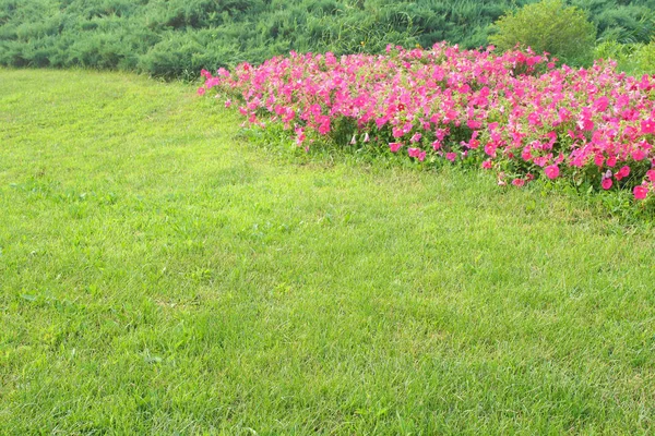 Rosa Blommor Och Gräsmatta — Stockfoto