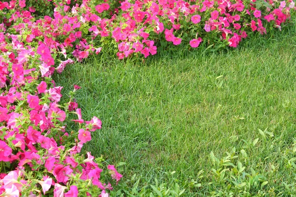 Розовые Цветы Лужайка Лицензионные Стоковые Изображения