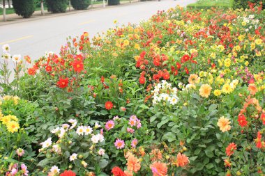 Yaz aylarında renkli çiçekler