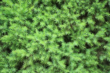 Yakın çekim çam iğne