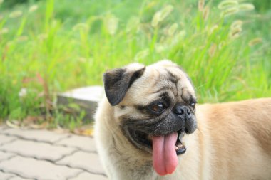 sarı küçük hem de bir