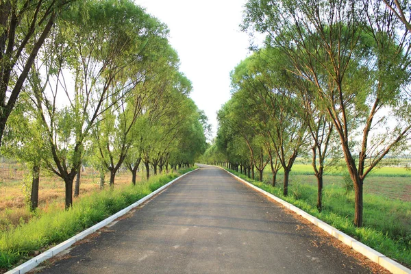 Estrada Rural Verão — Fotografia de Stock