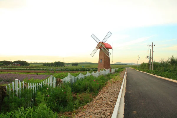 Windmill Flower Field — Stock Photo, Image