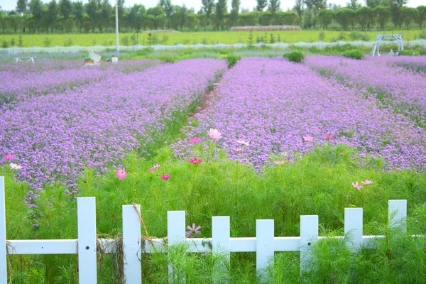 Flower field and fence