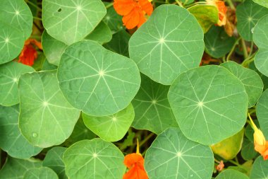 Lotus yaprakları park