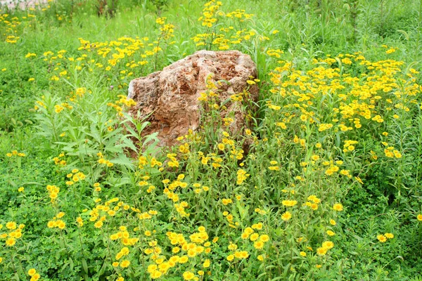 Pedra Nas Flores — Fotografia de Stock