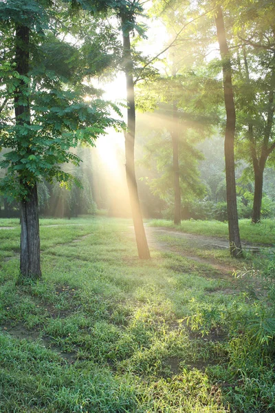 Zon Van Ochtend Het Bos — Stockfoto