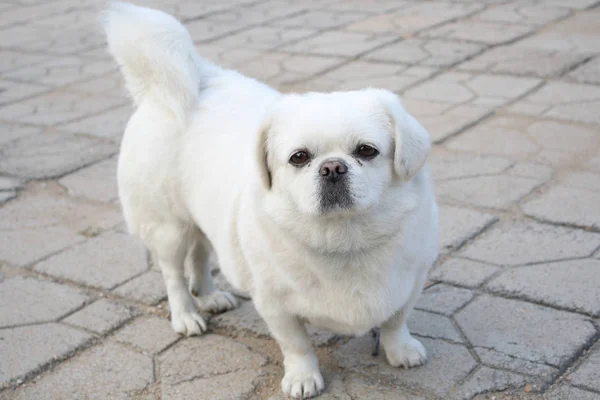 Witte Hond Buiten — Stockfoto