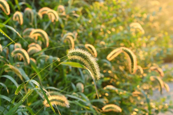 Close Foxtail Grass — Stock Photo, Image