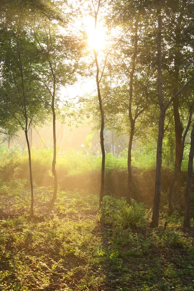 Ochtendzon Straalt Het Bos — Stockfoto