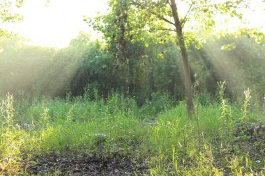 sabah güneş ormanı