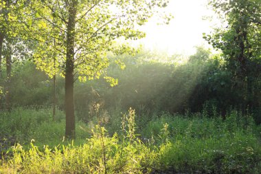sabah güneş ormanı