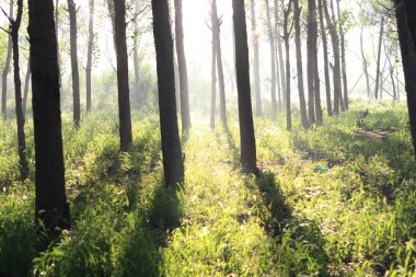 sabah güneş ormanı