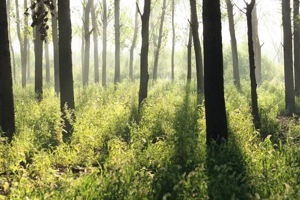 Ochtendzon Door Het Bos — Stockfoto